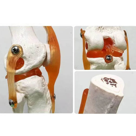 1:1 Lifesize Adult Human Knee Joint Anatomy Model Medical Science Teaching Resources Student Anatomia Humana Classroom Supplies - ToylandEU