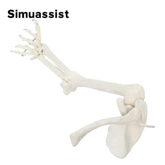 1 To 1 Upper Limb Bone Model Anatomy Flexible SkeletonSystem - ToylandEU