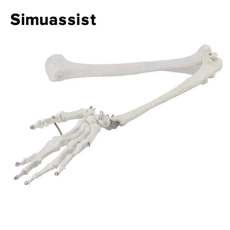 1 To 1 Upper Limb Bone Model Anatomy Flexible SkeletonSystem - ToylandEU