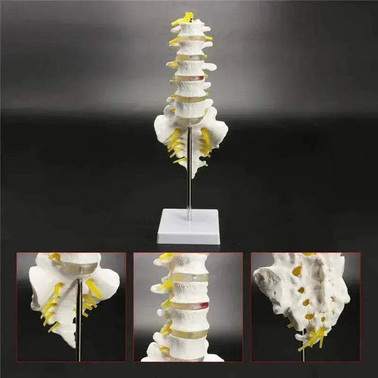 13cm Life Size Chiropractic Human Anatomical Lumbar Vertebral Spine Model School Educational Medical Teaching Tool - ToylandEU