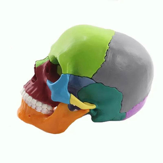 15 Parts 4D 1:2 Life-Size Color Assembly Human Anatomy Skull Toy Medical Skeleton Model - ToylandEU