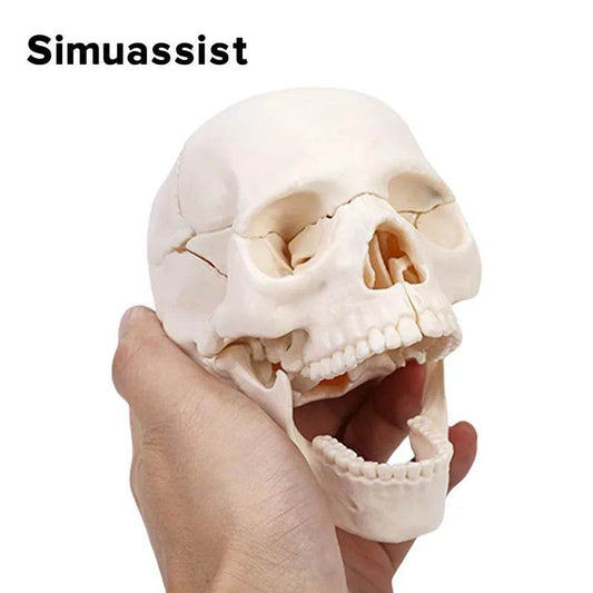 15PCS/SET 4D Disassembled White Mini Skull Anatomy Model Human Anatomy Detachable Skull Puzzle Medical Teaching Tool - ToylandEU