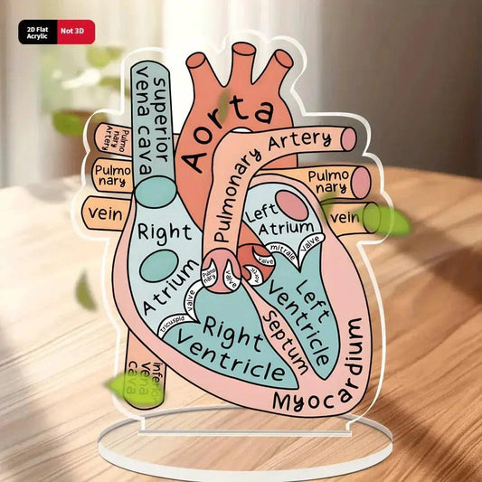 2D Heart Anatomy Acrylic Model Educational Display - ToylandEU™