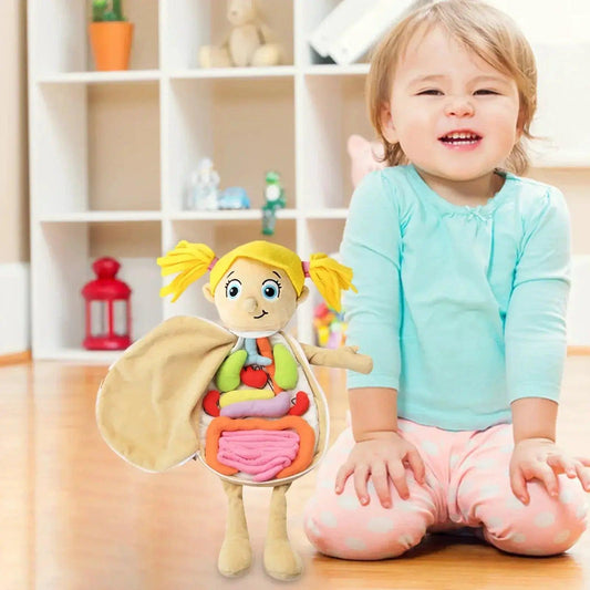 3D Anatomy Organ Model Toy For Kids Educational CE Certified - ToylandEU™
