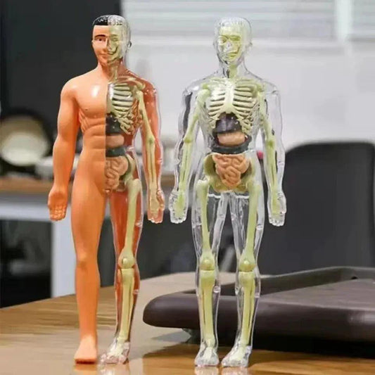 3D Anatomy Puzzle for Kids Educational Organ Model - ToylandEU™