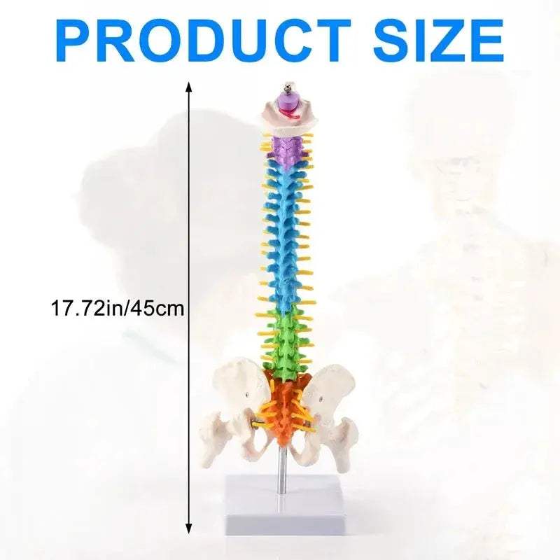 45Cm Pelvic Spine Model For Students Educational Anatomy - ToylandEU