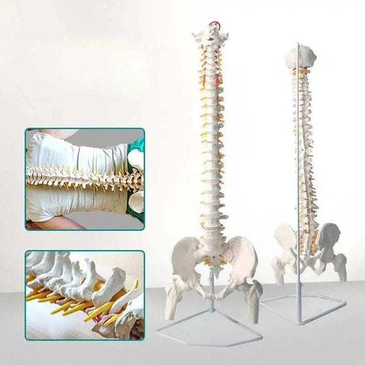 45cm Flexible Spine Model With Pelvis For Anatomy Teaching - ToylandEU