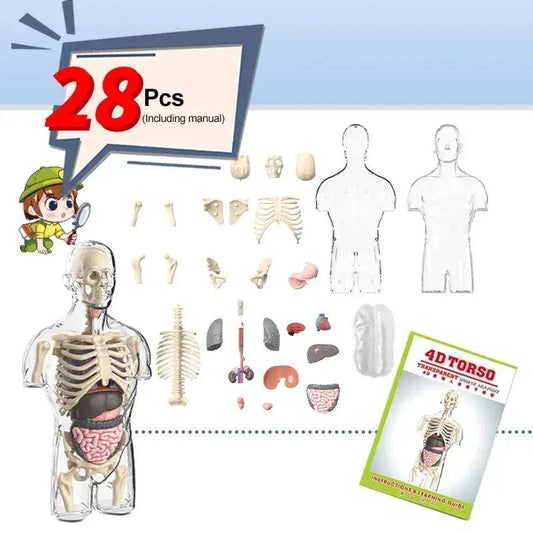 4D Human Torso Anatomical Model With Internal Organs - ToylandEU™