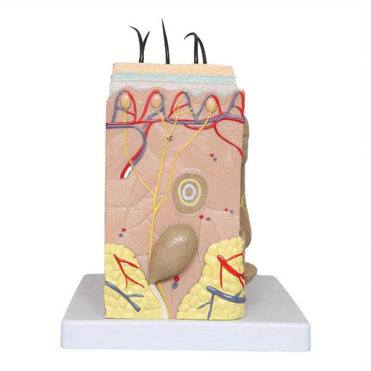 50X Times Human Big Anatomical Skin Magnified Tissue Structure Model with Hair Enlarged - ToylandEU