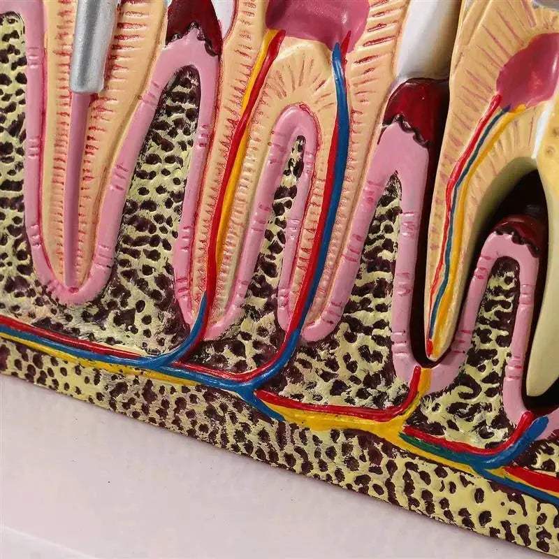 Anatomical Dental Teaching Model For Comprehensive Study - ToylandEU