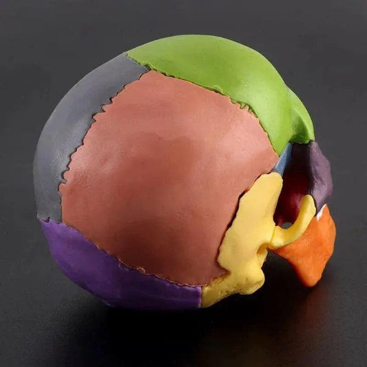 Anatomical Skull Model Detachable 4D Teaching Tool - ToylandEU™