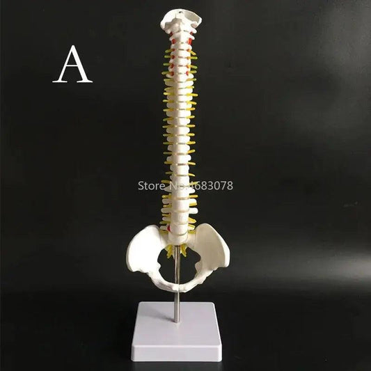 Anatomical Spine And Pelvis Model 45cm PVC Medical Teaching - ToylandEU™