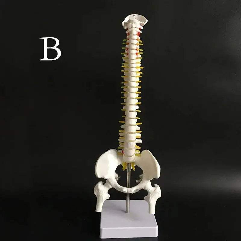 Anatomical Spine and Pelvis Model 45cm for Medical Teaching - ToylandEU