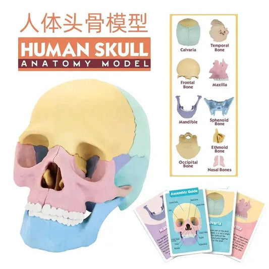 Anatomy Head Skull Model Life Size Colorful - ToylandEU™