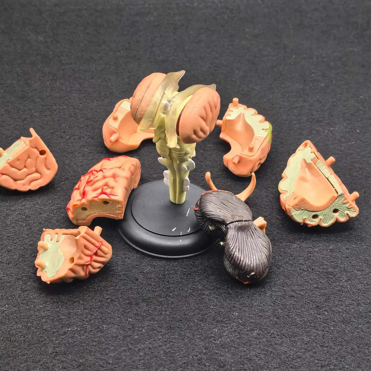 Brain Anatomical Model Kit Medical Education Durable - ToylandEU™