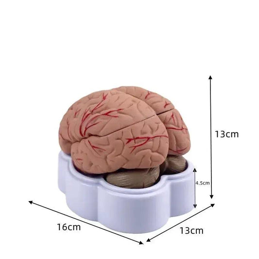 Brain Anatomy Model Life Size Arteries For Education - ToylandEU™