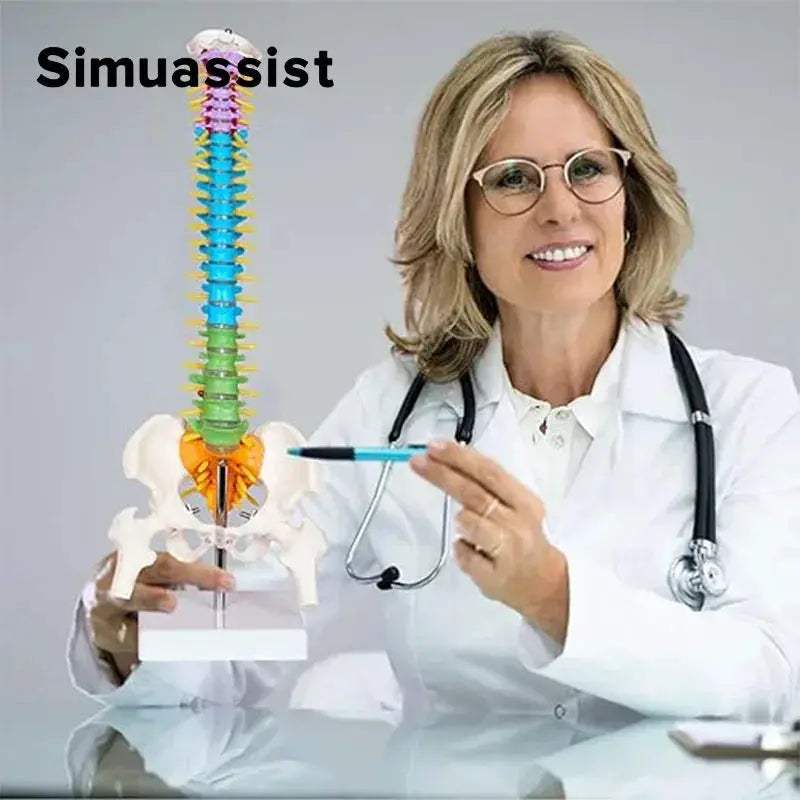 Colorful 45CM Anatomical Spine Model For Medical Teaching - ToylandEU