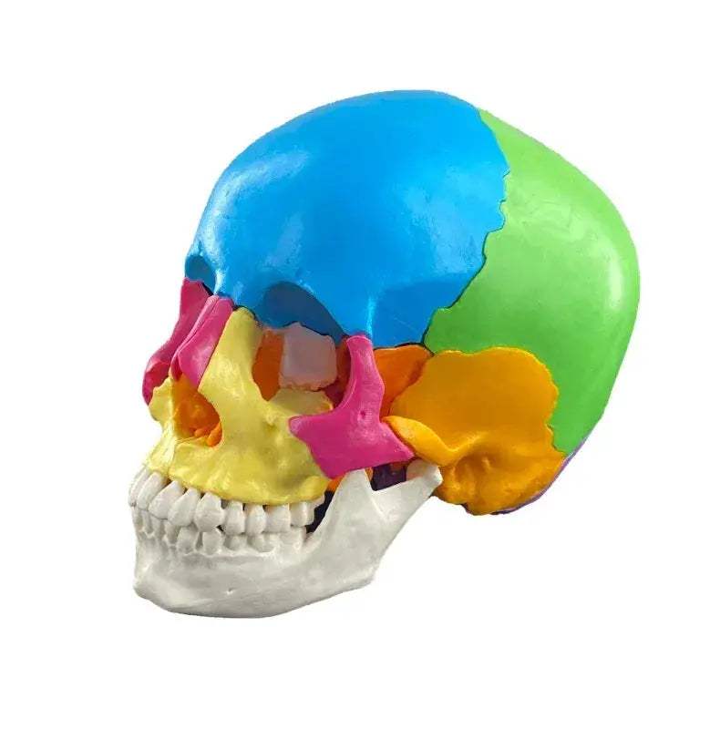 Colorful Skull Model With Removable 22 Parts Educational Kit - ToylandEU