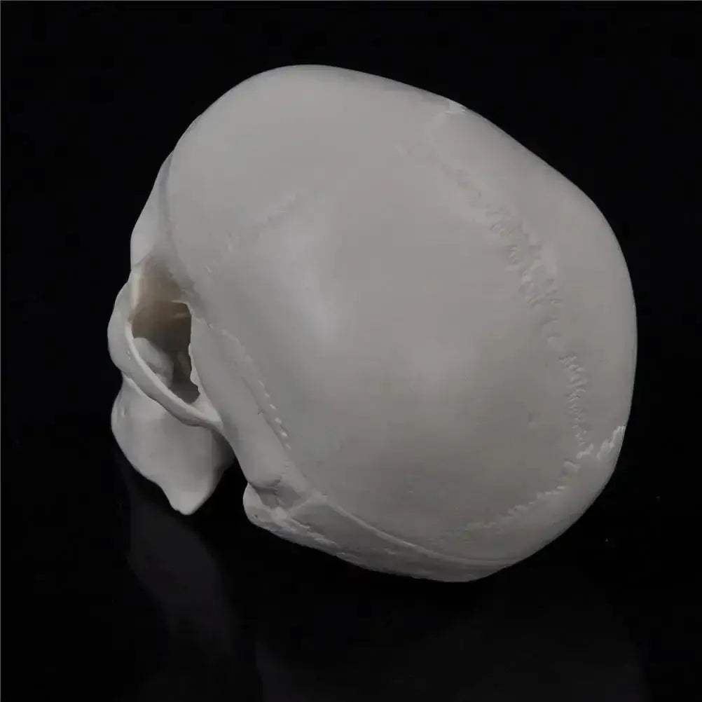 Compact Portable Mini Skull Anatomy Model For Teaching - ToylandEU
