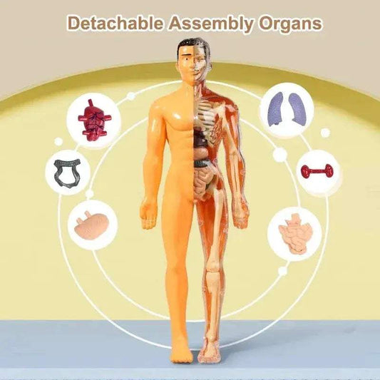 DIY 3D Human Torso Anatomy Model Educational Toy For Kids - ToylandEU™