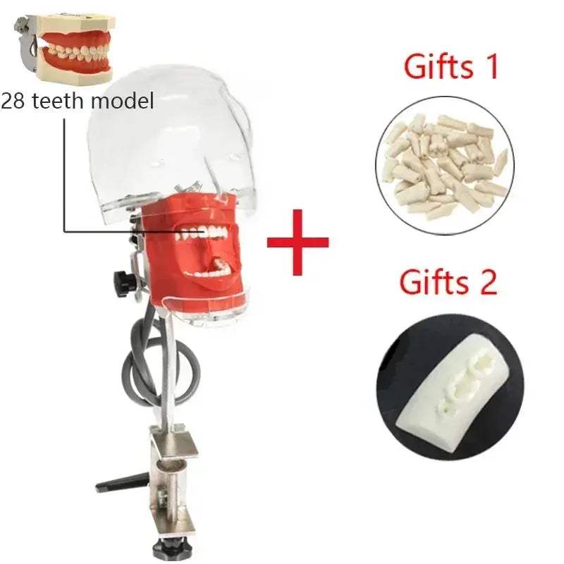 Dental Phantom Head for Realistic Dentist Practice - ToylandEU
