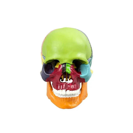 Dental Skull Model Detachable Lifelike For Teaching - ToylandEU™