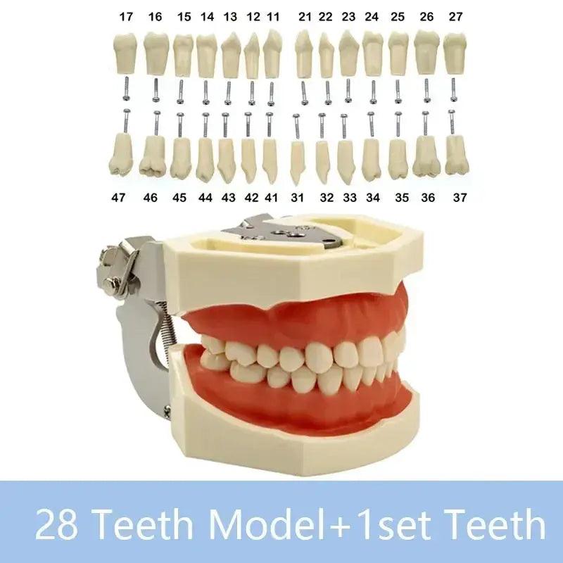 Dental Typodont Teaching Model With Removable Teeth - ToylandEU™