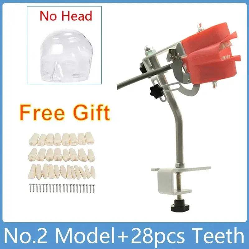 Dental Typodont Phantom Head Model for Student Training - ToylandEU