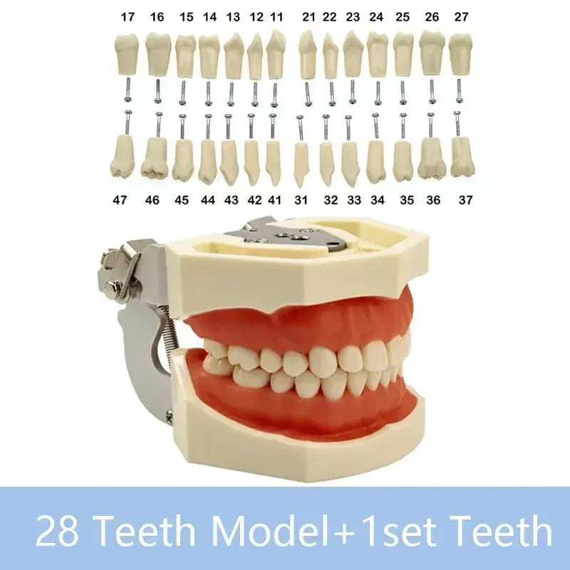 Dental Typodont Teaching Model With Removable Teeth - ToylandEU