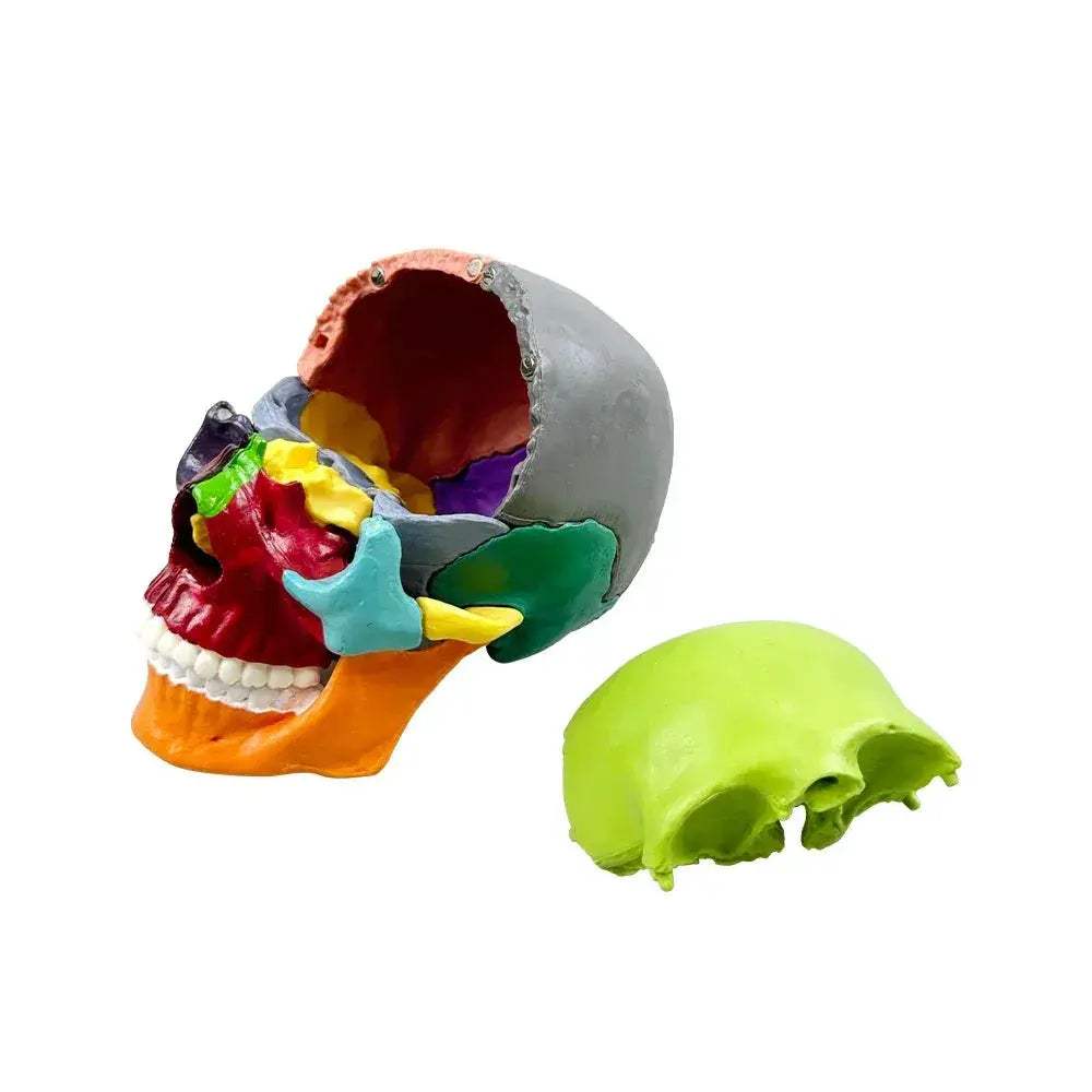 Detachable Anatomical Skull Model For Teaching And Decor - ToylandEU