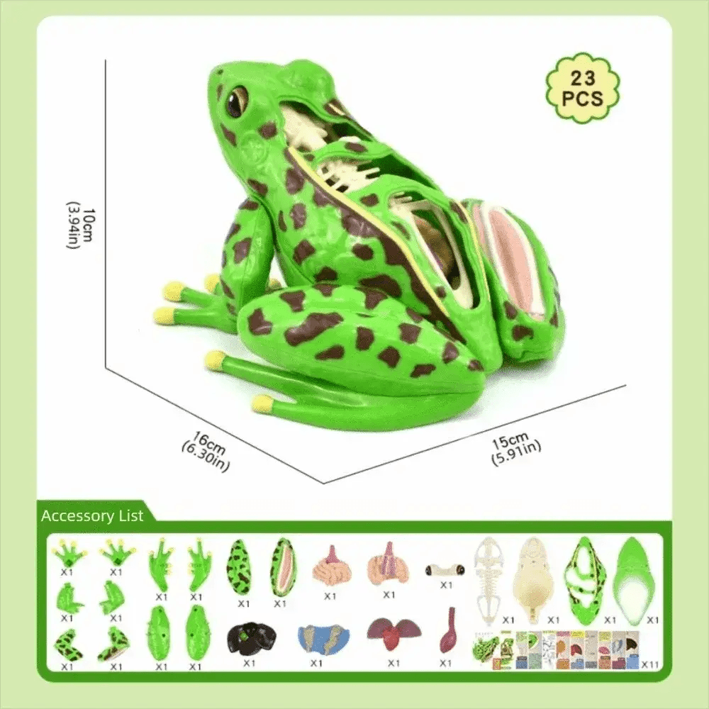 Detachable Frog Anatomy Model For Biology Education - ToylandEU