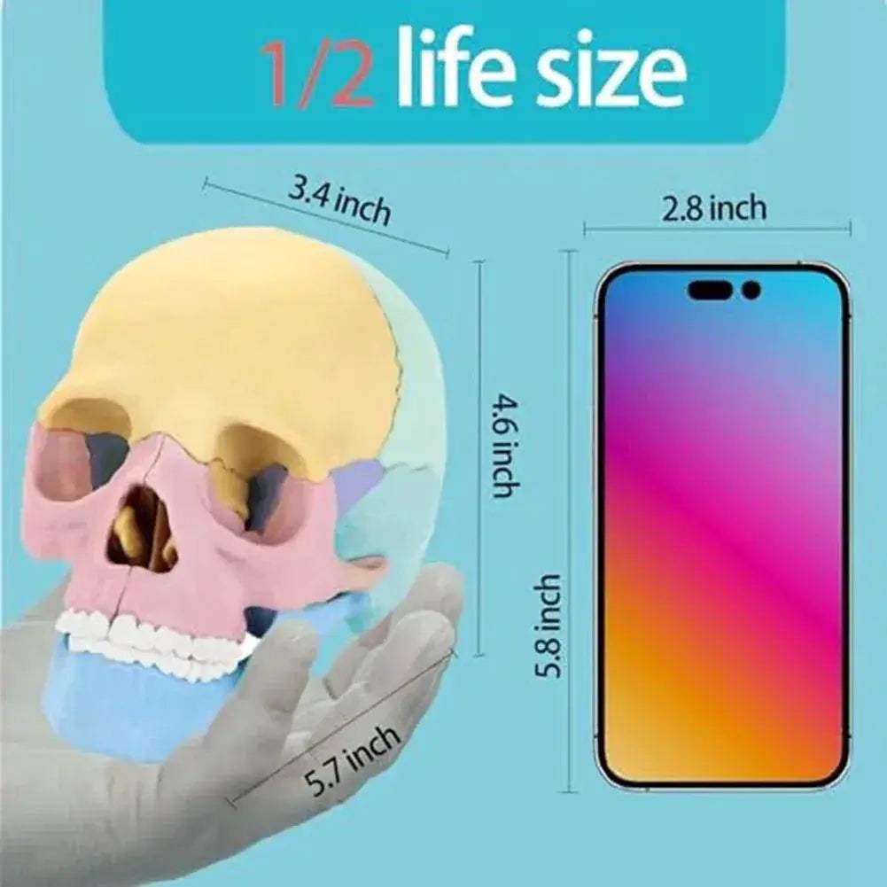 Detachable Mini Human Skull Model for Anatomy Education - ToylandEU