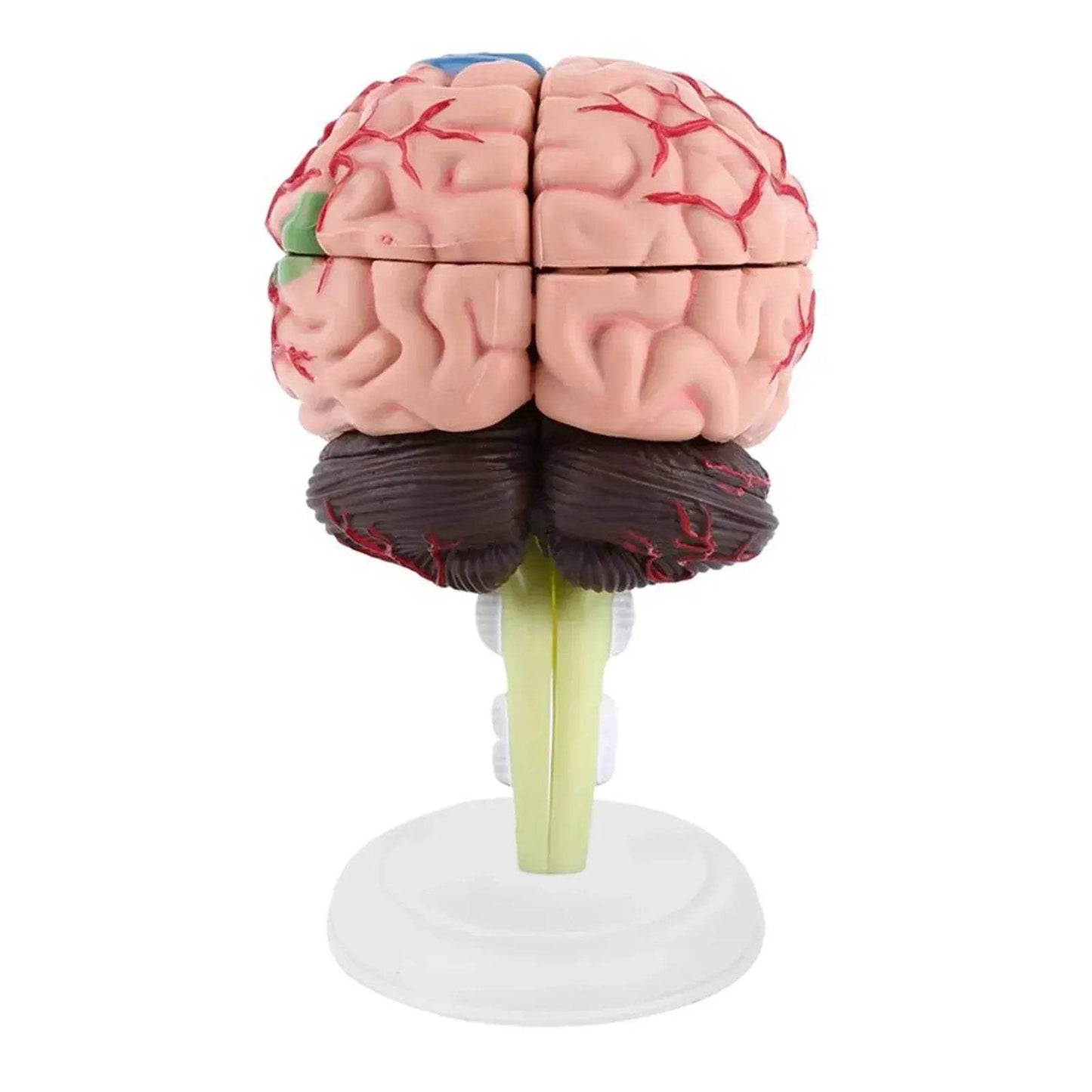 Disassembled Anatomical Brain Model For Medical Teaching Tool - ToylandEU