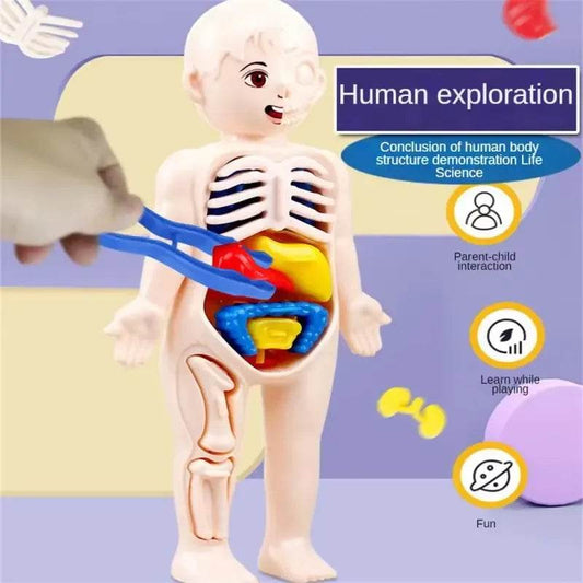 Educational Anatomy Kit Removable Organ Model For Schools - ToylandEU