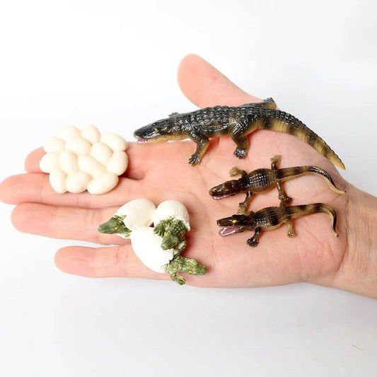 Educational STEM Toy Animal Life Cycle 4 Stage Kit For Kids - ToylandEU