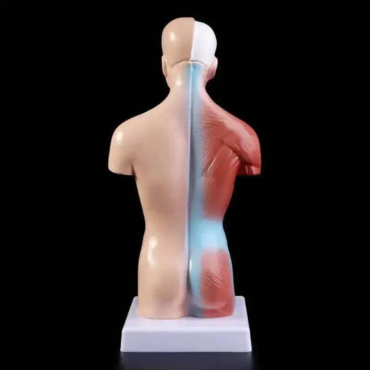 2025 New Human Torso Body Model Anatomy with Internal Organs for Teaching - ToylandEU™