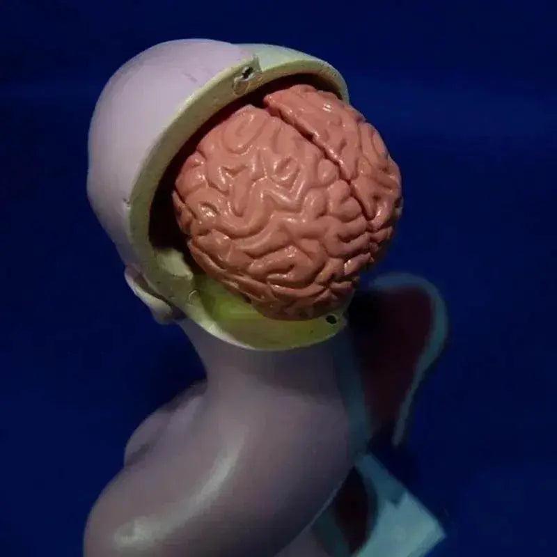 28cm Human Torso Body Model Anatomy with Internal Organs for Teaching Learning Supplies - ToylandEU™