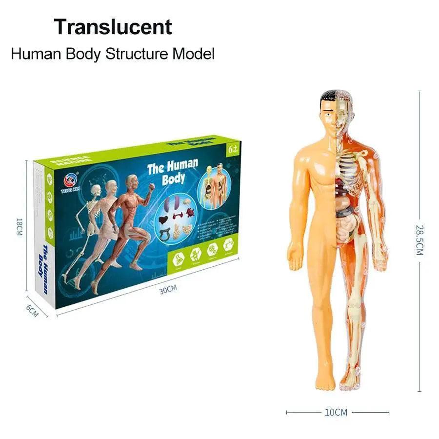 DIY Assembly Noctilucent Human Organ Skeleton Model for Early Childhood Biology Teaching - ToylandEU™