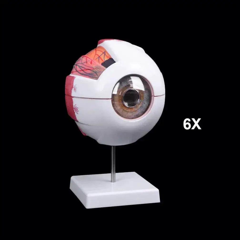 Eyeball Anatomy Model for Eye Diseases Study 6X 3X Human Eye Anatomy Model Human Organs Teaching Prop - ToylandEU™