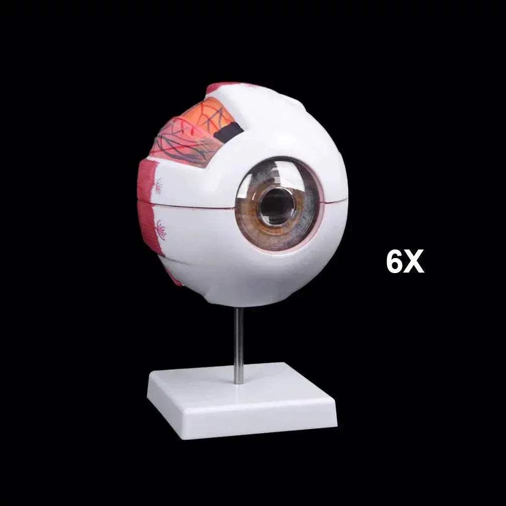 Eyeball Anatomy Model for Eye Diseases Study 6X 3X Human Eye Anatomy Model Human Organs Teaching Prop - ToylandEU™