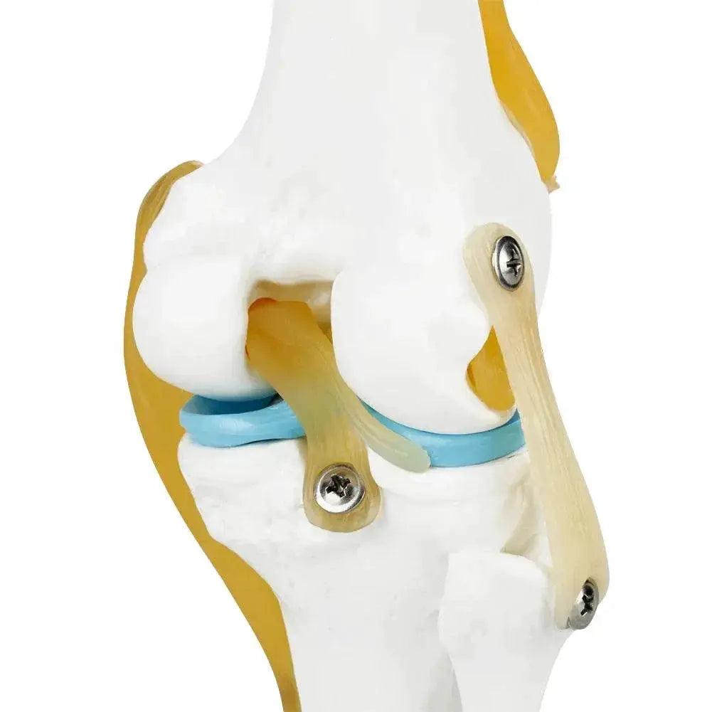 Knee Joint Anatomy Model Life Size Human Knee Joint Model for Skeleton Study and Teaching - ToylandEU™
