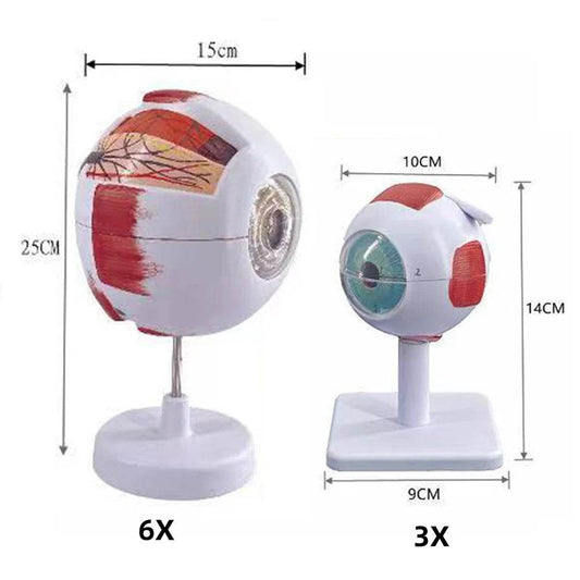 Eyeball Anatomy Model for Eye Diseases Study 6X 3X Human Eye Anatomy Model Human Organs Teaching Prop - ToylandEU