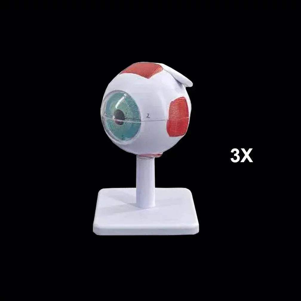 Eyeball Anatomy Model for Eye Diseases Study 6X 3X Human Eye Anatomy Model Human Organs Teaching Prop - ToylandEU