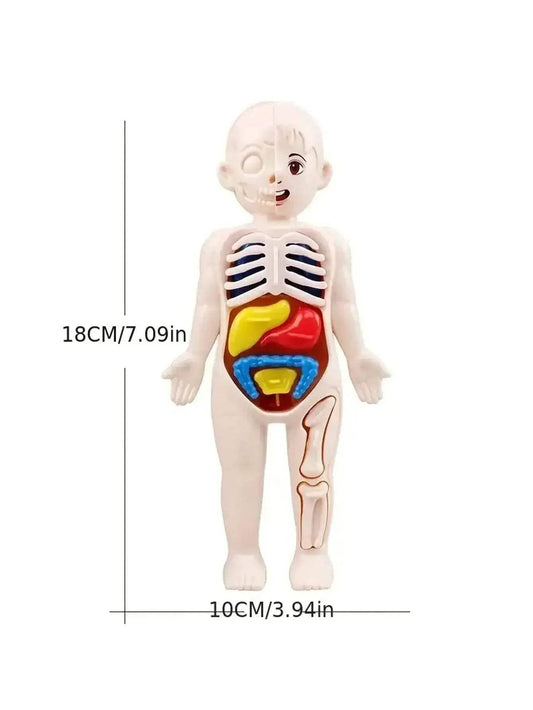 Fun Anatomy Toy Set 14Piece Learning Kit Toyland EU - ToylandEU™