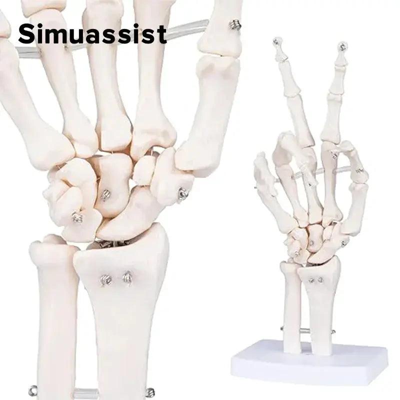Hand Skeleton Model One To One Size Medical Teaching - ToylandEU™