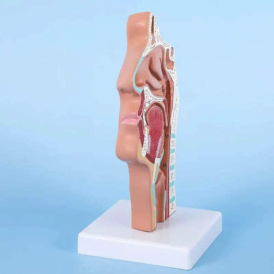 Head Anatomy Model Nasopharyngeal Model Side Vascular Nerve Model in Mouth Nose and Throat - ToylandEU™