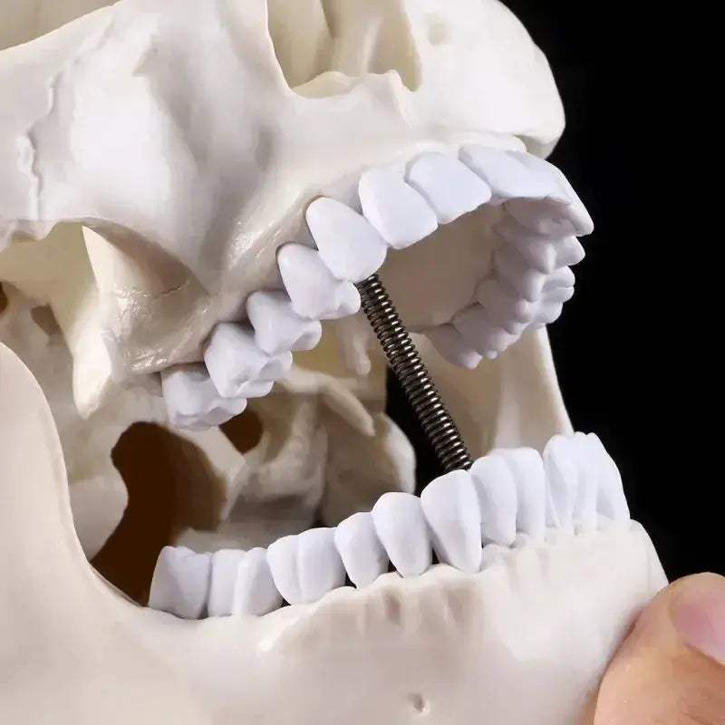 Human Anatomy Head Skull Model for Teaching and Study - ToylandEU