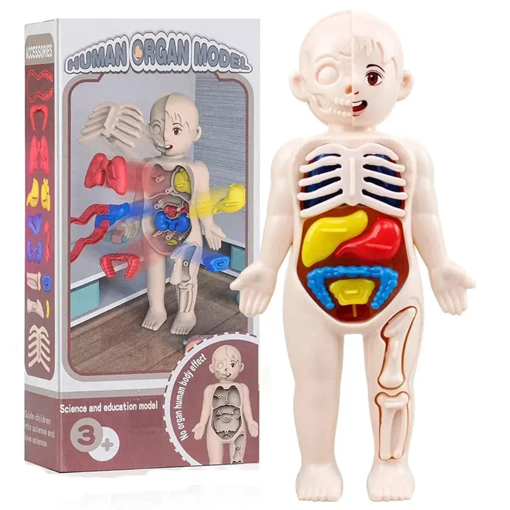 Human Body Anatomy Model Kit for Hands on Learning - ToylandEU