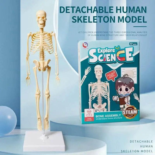Joints Of Human Organ Bone Model DIY Assembly Skeletal Skeleton for Medical Teaching - ToylandEU™