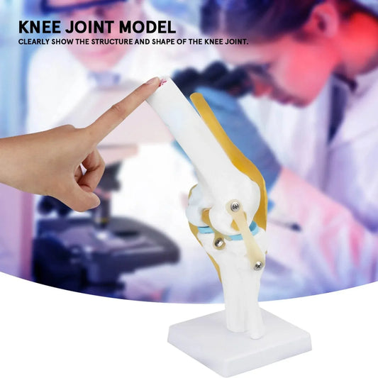 Knee Joint Anatomy Model Life Size Human Knee Joint Model for Skeleton Study and Teaching - ToylandEU